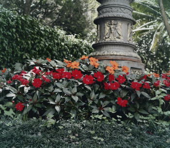 Free stock photo of beautiful flowers, bloom, blooming Free stock photo of beautiful flowers, bloom, blooming