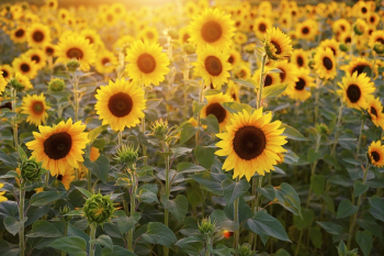 Free sunflower background image, public | Free Photo - rawpixel