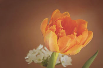 Free tulip image, public domain | Free Photo - rawpixel