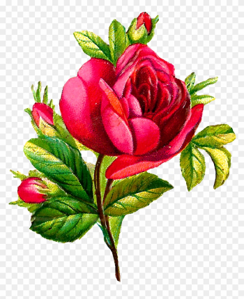 Free Vintage Flower Art Red - Flower Images Download Rose