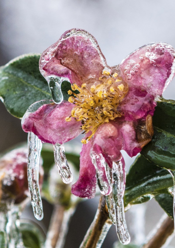 Freezing rain covers flowers, plants | Free Photo - rawpixel