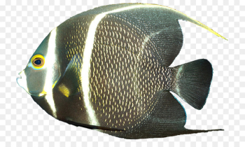 French angelfish Gray angelfish Queen angelfish - fish French angelfish Gray angelfish Queen angelfish - fish