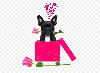 French Bulldog Chihuahua Boxer Pug - Valentine's Day gift ideas 