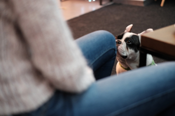 French Bulldog looking at his owner French Bulldog looking at his owner