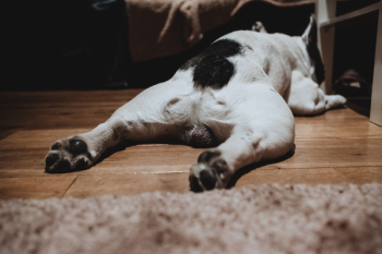 French Bulldog lying on the floor French Bulldog lying on the floor