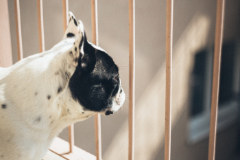 French bulldog on a balcony French bulldog on a balcony