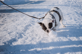French Bulldog playing with snow French Bulldog playing with snow