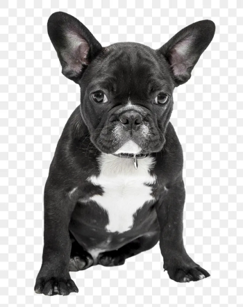 French bulldog png dog sticker | Free PNG - rawpixel French bulldog png dog sticker | Free PNG - rawpixel