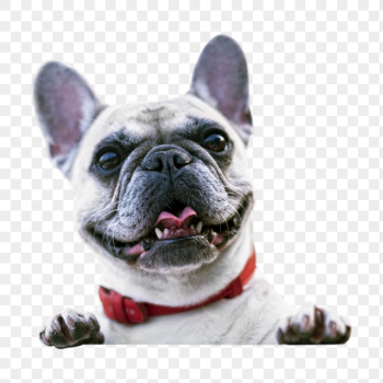 French bulldog png, dog, transparent | Free PNG - rawpixel French bulldog png, dog, transparent | Free PNG - rawpixel