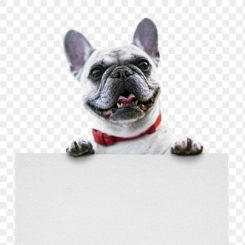 French bulldog png, dog, transparent | Free PNG - rawpixel French bulldog png, dog, transparent | Free PNG - rawpixel