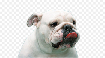 French Bulldog Pug Puppy Tongue - White dog tongue French Bulldog Pug Puppy Tongue - White dog tongue
