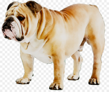 French Bulldog Puppy Dog breed American Bulldog - French Bulldog Puppy Dog breed American Bulldog -