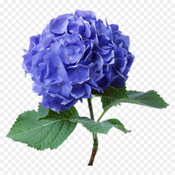 French hydrangea Plants Clip art Seed Flower - purple orchid flower 