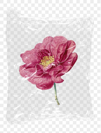 French rose png plastic bag | Free PNG - rawpixel