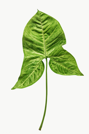 Fresh Alocasia leaf transparent png | Free transparent png - 2225820 Fresh Alocasia leaf transparent png | Free transparent png - 2225820