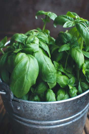 Fresh basil in a bucket Fresh basil in a bucket