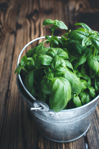 Fresh basil in a bucket Fresh basil in a bucket