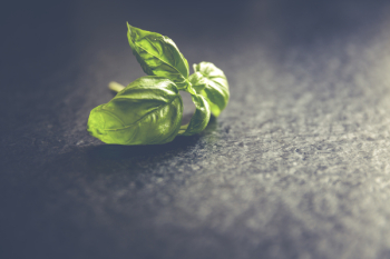 Fresh basil leafs close up Fresh basil leafs close up