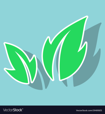 Fresh basil leaves icon sticker of basil leaves vector image Fresh basil leaves icon sticker of basil leaves vector image