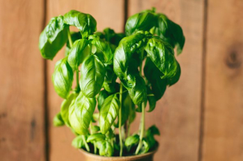 fresh basil plant fresh basil plant