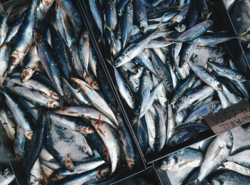 Fresh blue Mackerells at a fish market Fresh blue Mackerells at a fish market