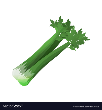 fresh celery vegetable icon fresh celery vegetable icon