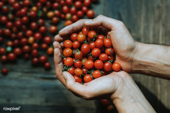 Fresh cherry tomatoes | Free stock photo - 542087 Fresh cherry tomatoes | Free stock photo - 542087