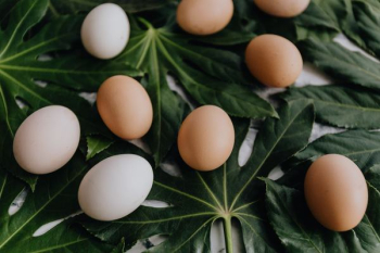 Fresh Eggs Fresh Eggs