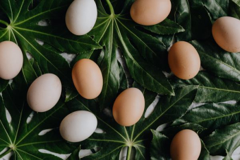 Fresh Eggs Fresh Eggs