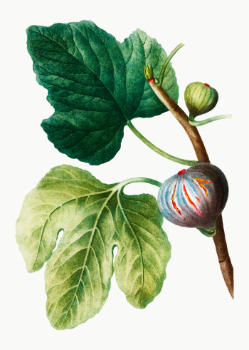 Fresh figs on a tree | Free stock vector - 568814 Fresh figs on a tree | Free stock vector - 568814
