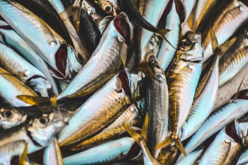 fresh fish fresh fish