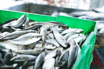 Fresh fish at a fish market | Free stock photo - 448913 Fresh fish at a fish market | Free stock photo - 448913
