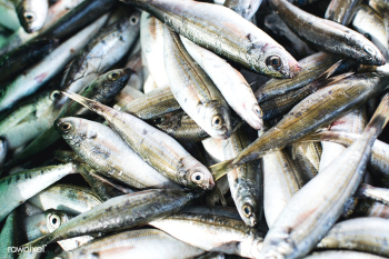 Fresh fish at a fish market | Free stock photo - 448914 Fresh fish at a fish market | Free stock photo - 448914