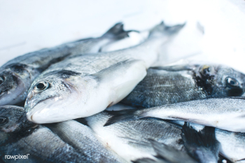 Fresh fish at a fish market | Free stock photo - 448917 Fresh fish at a fish market | Free stock photo - 448917