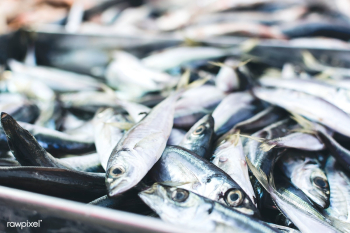 Fresh fish at a fish market | Free stock photo - 448918 Fresh fish at a fish market | Free stock photo - 448918