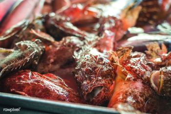 Fresh fish at a fish market | Free stock photo - 448929 Fresh fish at a fish market | Free stock photo - 448929