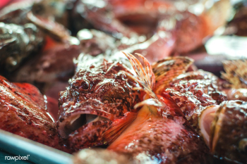 Fresh fish at a fish market | Free stock photo - 448931 Fresh fish at a fish market | Free stock photo - 448931