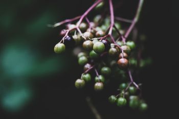 Fresh Fruits Fresh Fruits