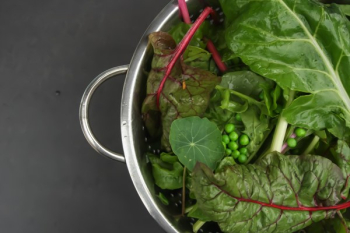 Fresh Greens Fresh Greens