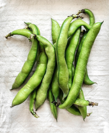 Fresh organic fava beans on a table | Free stock photo - 1204842 Fresh organic fava beans on a table | Free stock photo - 1204842