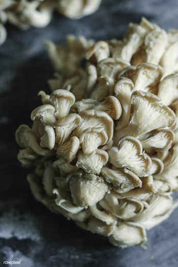 Fresh oyster mushrooms on a gray slate | Free stock photo - 501106 Fresh oyster mushrooms on a gray slate | Free stock photo - 501106