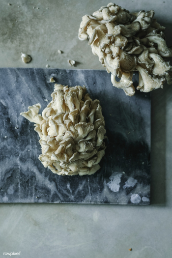 Fresh oyster mushrooms on a gray slate | Free stock photo - 501119 Fresh oyster mushrooms on a gray slate | Free stock photo - 501119