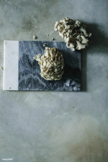 Fresh oyster mushrooms on a gray slate | Free stock photo - 501130 Fresh oyster mushrooms on a gray slate | Free stock photo - 501130