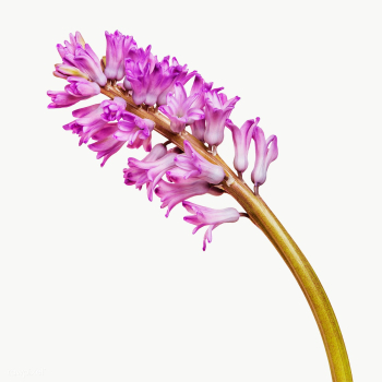 Fresh purple hyacinth flower transparent png | Free  transparent png - 2278121