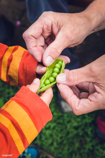 Fresh snap peas | Free public domain photo - 432673 Fresh snap peas | Free public domain photo - 432673