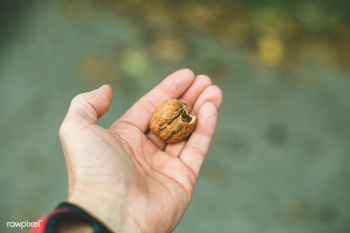 Fresh walnut | Free public domain photo - 593184 Fresh walnut | Free public domain photo - 593184