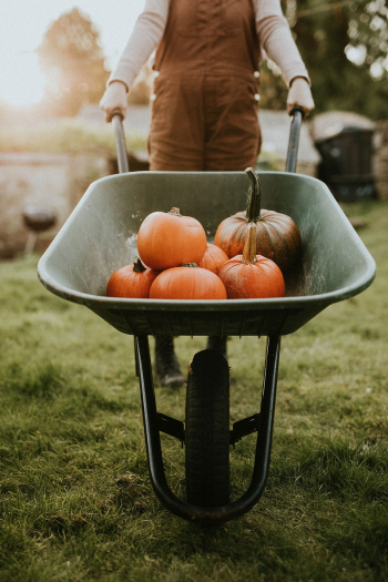 Freshly harvested pumpkins background food photography Freshly harvested pumpkins background food photography