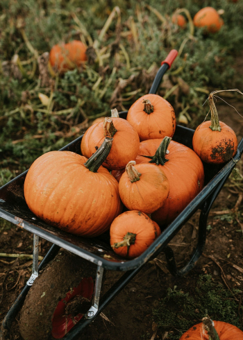Freshly harvested pumpkins background food photography Freshly harvested pumpkins background food photography