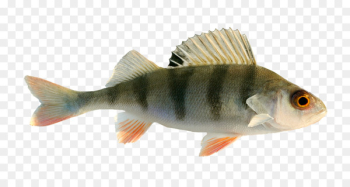 Freshwater fish Fresh water - fish Freshwater fish Fresh water - fish