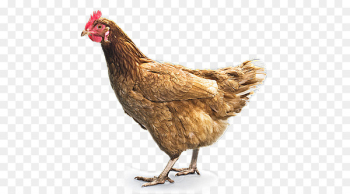 Fried chicken Chicken curry Buffalo wing Portable Network Graphics - chicken 